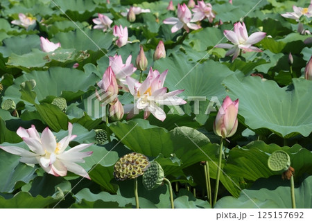 日本自然保護大賞を受賞した復活の篠山城蓮ー八 日本自然保護大賞を受賞した復活の篠山城蓮ー八 125157692