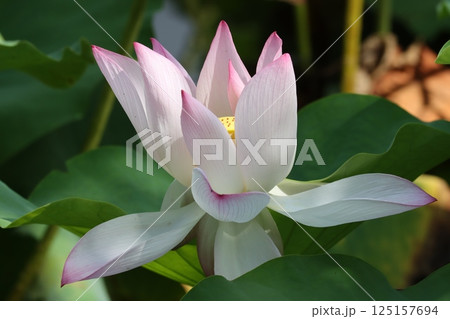 日本自然保護大賞を受賞した復活の篠山城蓮ー拾 125157694