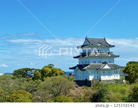 春の小田原城 春の小田原城 125158143
