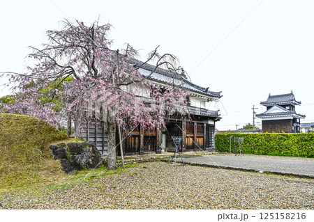西尾市歴史公園　鍮石門（ちゅうじゃくもん） 125158216