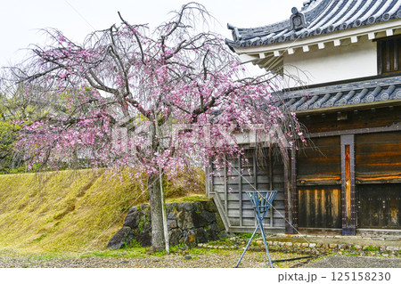 西尾市歴史公園　鍮石門（ちゅうじゃくもん）と桜 125158230