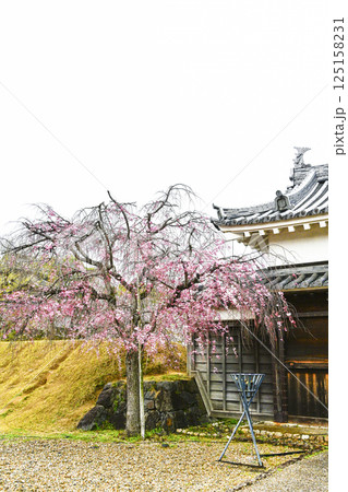 西尾市歴史公園　鍮石門（ちゅうじゃくもん）と桜 125158231