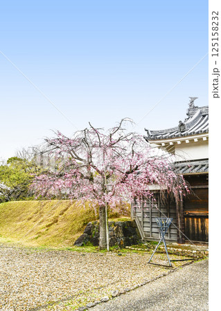 西尾市歴史公園　鍮石門（ちゅうじゃくもん）と桜 125158232