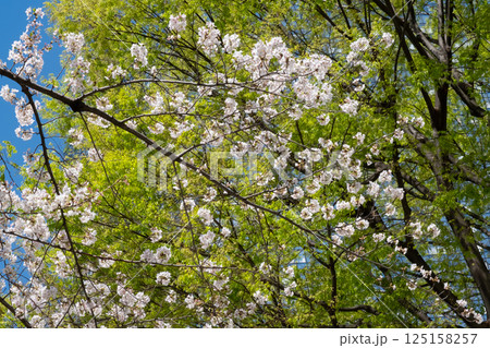 満開の桜と新緑を見上げた風景 満開の桜と新緑を見上げた風景 125158257