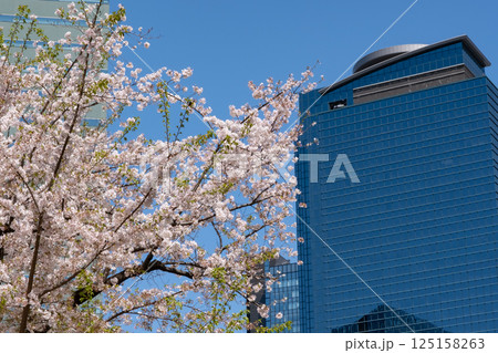 桜が満開になった都会のビル 桜が満開になった都会のビル 125158263