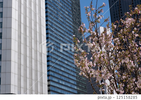 桜が満開になった都会のビル 125158285