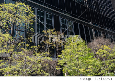 新緑のオフィス街の高層ビルを見上げる風景 125158294
