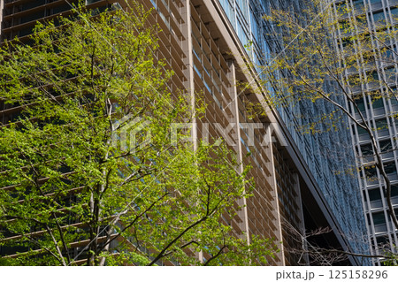新緑のオフィス街の高層ビルを見上げる風景 新緑のオフィス街の高層ビルを見上げる風景 125158296