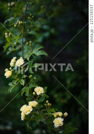 黄色いモッコウバラの花 125158337