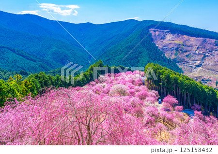 吉野 千本の枝垂れ桜 高見の郷 吉野 千本の枝垂れ桜 高見の郷 125158432