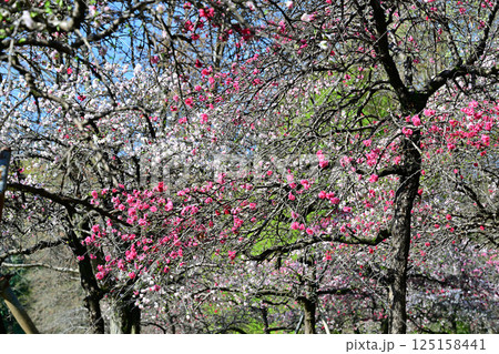 色とりどりに咲くの満開の花桃　城山公園春の風景　桶川市 125158441