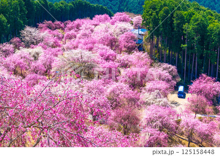 吉野 千本の枝垂れ桜 高見の郷 吉野 千本の枝垂れ桜 高見の郷 125158448
