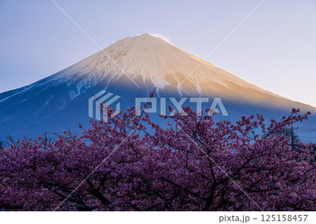 朝日射す富士山と日陰の河津桜 朝日射す富士山と日陰の河津桜 125158457