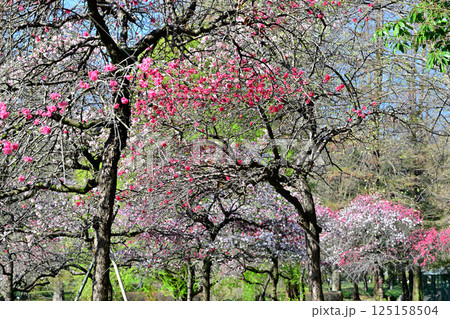 鮮やかに咲くの満開の花桃　城山公園春の風景　桶川市 125158504