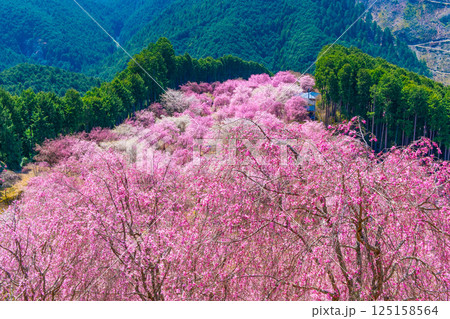 吉野 千本の枝垂れ桜 高見の郷 125158564