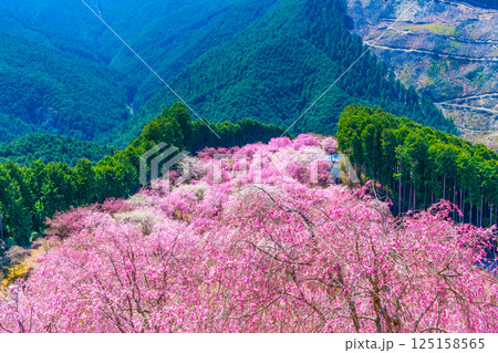 吉野 千本の枝垂れ桜 高見の郷 吉野 千本の枝垂れ桜 高見の郷 125158565