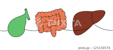 Set of human organ one line colored continuous drawing. Gallbladder, intestines, liver continuous one line illustration. 125158578