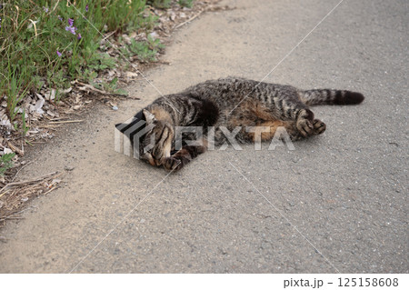 道端で遊ぶとら猫 道端で遊ぶとら猫 125158608
