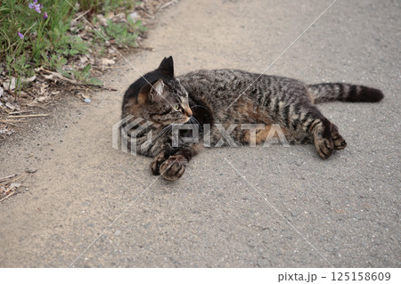 道端で遊ぶとら猫 125158609