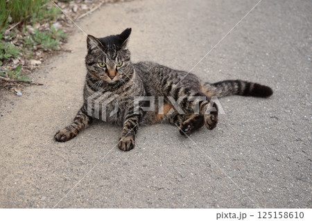 道端で遊ぶとら猫 125158610