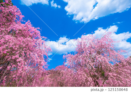 吉野 高見の郷の枝垂れ桜 125158648