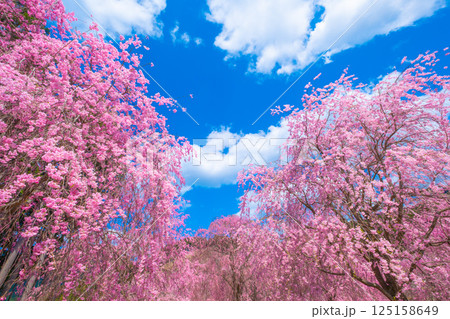 吉野 高見の郷の枝垂れ桜 125158649