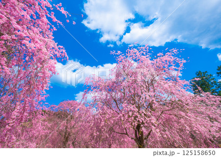 吉野 高見の郷の枝垂れ桜 吉野 高見の郷の枝垂れ桜 125158650