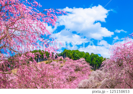 吉野 高見の郷の枝垂れ桜 吉野 高見の郷の枝垂れ桜 125158653