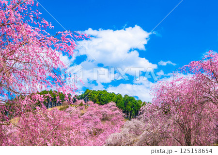 吉野 高見の郷の枝垂れ桜 吉野 高見の郷の枝垂れ桜 125158654