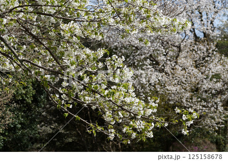 日本固有種 サクラ属の基本野生種 バラ科オオシマザクラの開花 日本固有種 サクラ属の基本野生種 バラ科オオシマザクラの開花 125158678