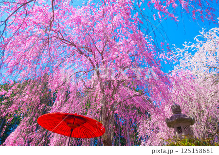 吉野 高見の郷の枝垂れ桜 吉野 高見の郷の枝垂れ桜 125158681