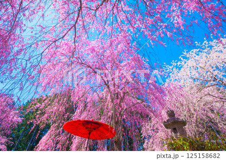 吉野 高見の郷の枝垂れ桜 125158682