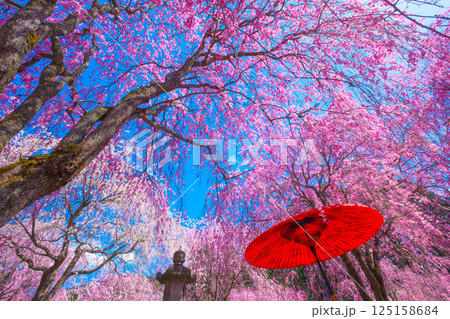 吉野 高見の郷の枝垂れ桜 125158684