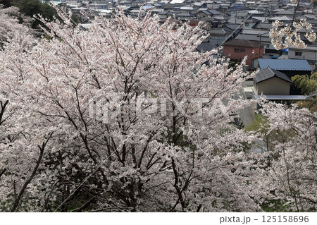 大山公園　　尾浦城址の桜 125158696