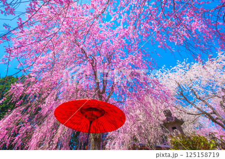 吉野 高見の郷の枝垂れ桜と野点傘 125158719