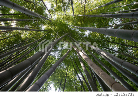 最北の竹林 125158735