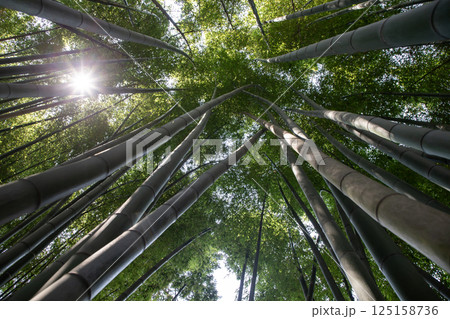 最北の竹林 125158736