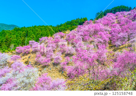 吉野 車窓から撮った高見の郷の枝垂れ桜 125158748