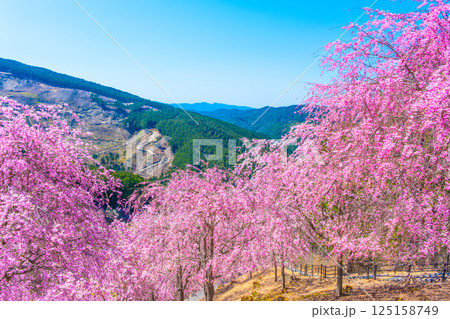 吉野 高見の郷の枝垂れ桜 125158749