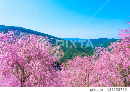吉野 高見の郷の枝垂れ桜 125158750