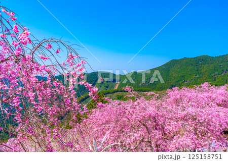 吉野 高見の郷の枝垂れ桜 吉野 高見の郷の枝垂れ桜 125158751