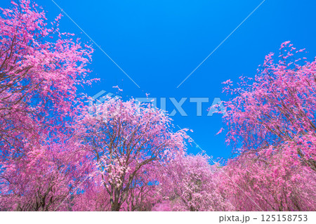 吉野 高見の郷の枝垂れ桜 吉野 高見の郷の枝垂れ桜 125158753