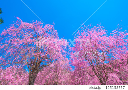 吉野 高見の郷の枝垂れ桜 吉野 高見の郷の枝垂れ桜 125158757