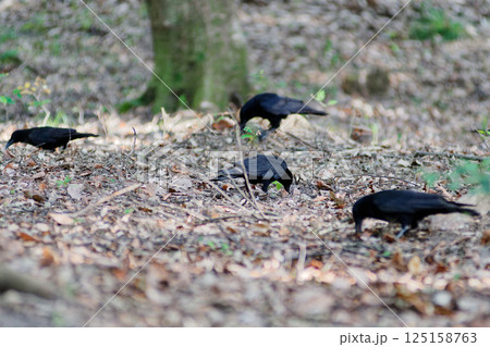 照葉樹林で採餌するハシボソガラスの群れ 照葉樹林で採餌するハシボソガラスの群れ 125158763