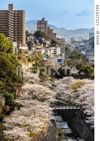 西山ダム下流公園の桜【長崎市】 西山ダム下流公園の桜【長崎市】 125158789