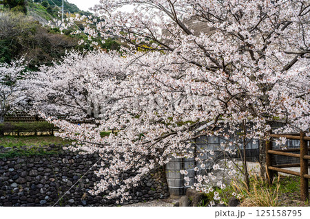 西山ダム下流公園の桜【長崎市】 125158795