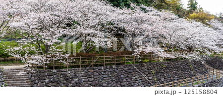 西山ダム下流公園の桜 パノラマ【長崎市】 西山ダム下流公園の桜 パノラマ【長崎市】 125158804