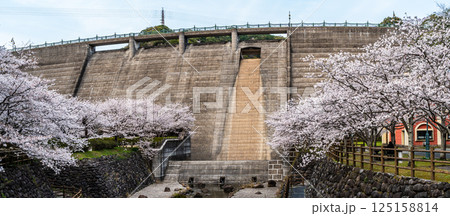 西山ダム下流公園の桜 パノラマ【長崎市】 西山ダム下流公園の桜 パノラマ【長崎市】 125158814