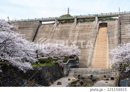 西山ダム下流公園の桜【長崎市】 125158815