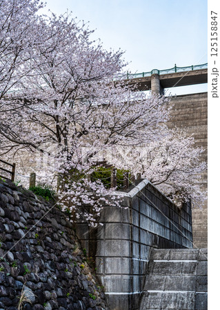 西山ダム下流公園の桜【長崎市】 西山ダム下流公園の桜【長崎市】 125158847